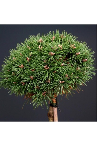 Сосна гірська Бенджамін на штамбі опис